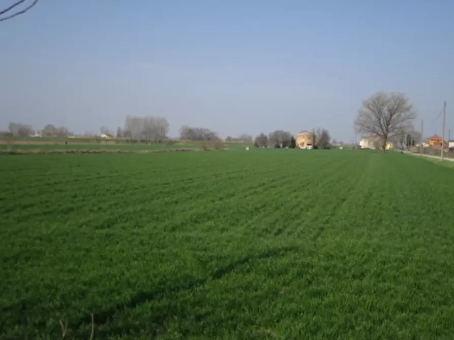 Immagine 3 di Terreno agricolo in vendita  in Via C. Canova a Moglia