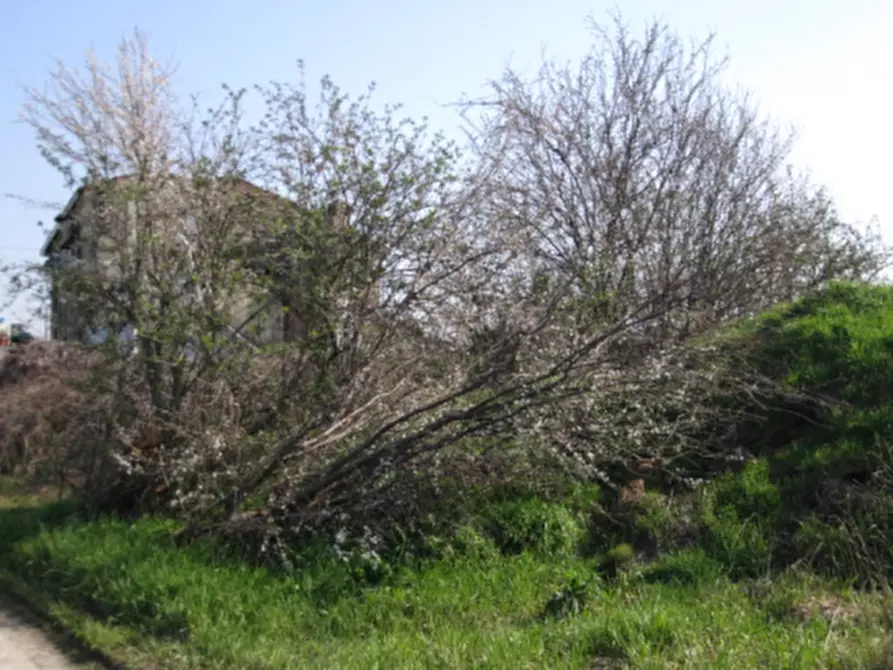 Immagine 5 di Terreno agricolo in vendita  in Via C. Canova a Moglia
