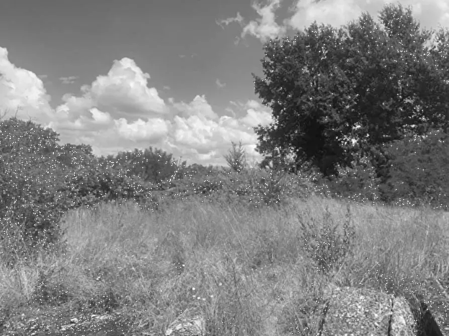 Immagine 8 di Terreno agricolo in vendita  in Via Provinciale Volterrana a Castelfiorentino