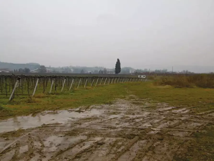 Immagine 3 di Terreno agricolo in vendita  in Via Pigno a Pescantina