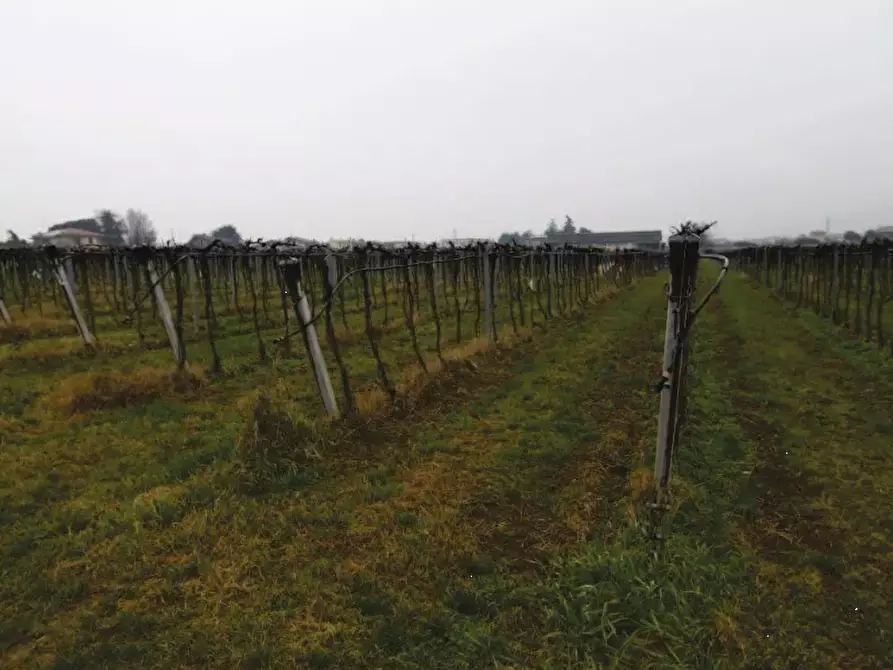 Immagine 5 di Terreno agricolo in vendita  in Via Pigno a Pescantina
