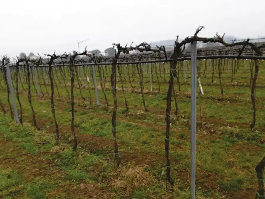 Immagine 7 di Terreno agricolo in vendita  in Via Pigno a Pescantina