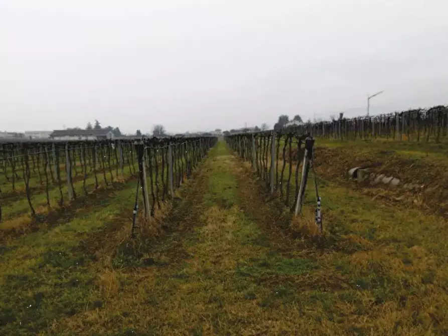 Immagine 8 di Terreno agricolo in vendita  in Via Pigno a Pescantina