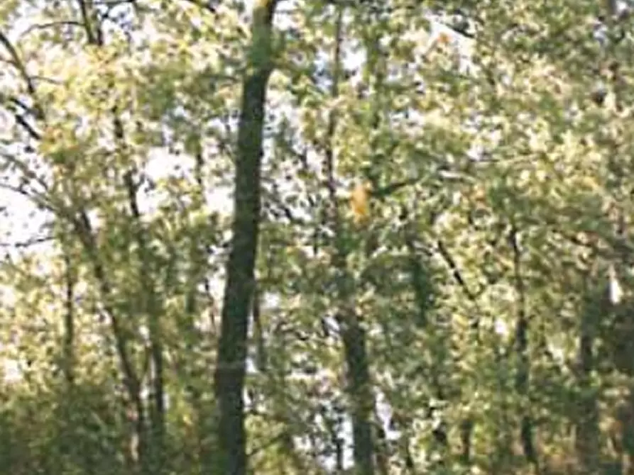 Immagine 15 di Appartamento in vendita  in Localita' Tigliano a Pontassieve