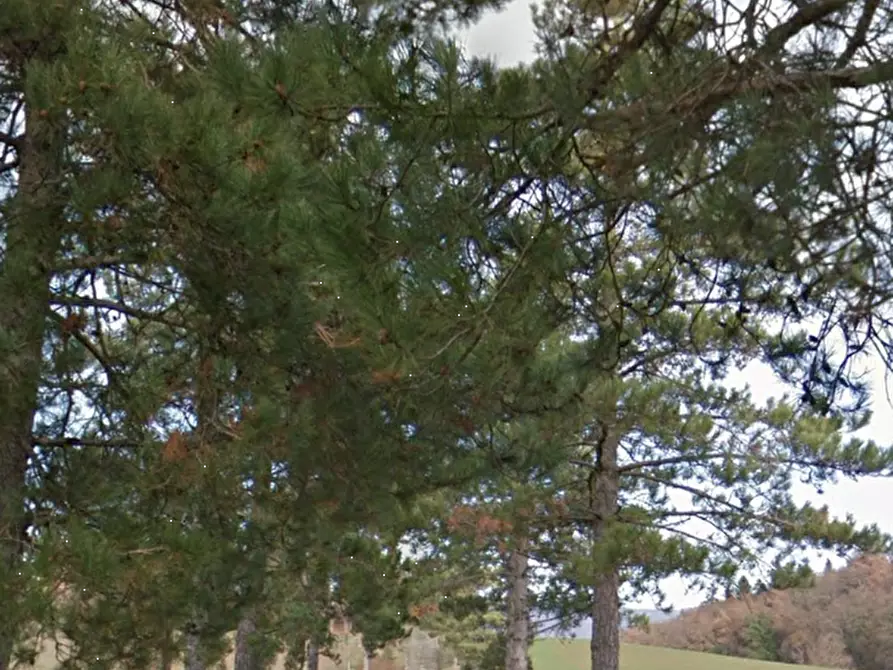 Immagine 2 di Terreno agricolo in vendita  in Via di Fagna  a Scarperia