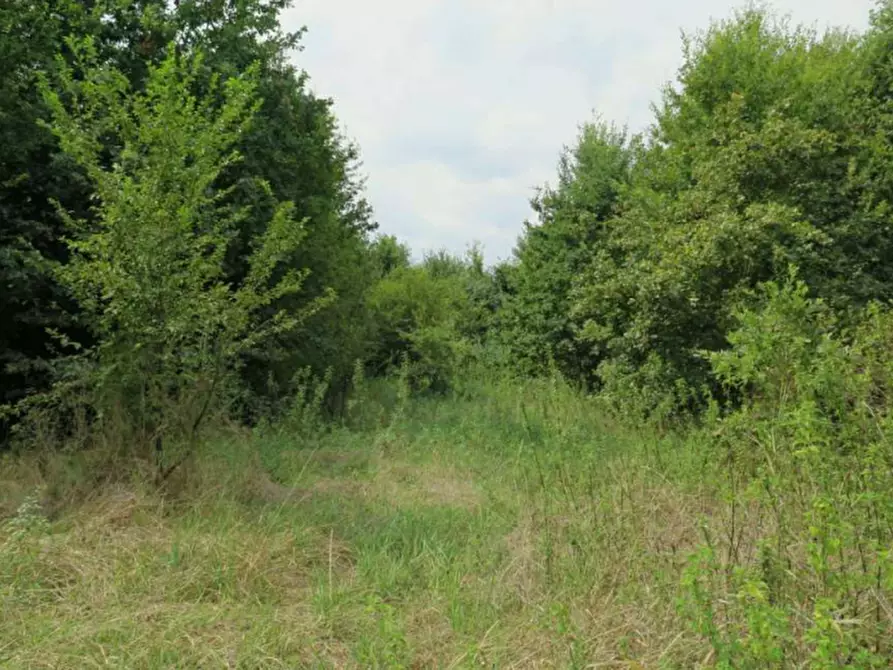 Immagine 4 di Terreno agricolo in vendita  in via Bramante a Castelfranco Emilia