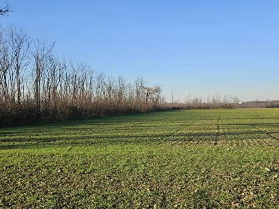 Immagine 3 di Terreno agricolo in vendita  in Località Dairago a Dairago