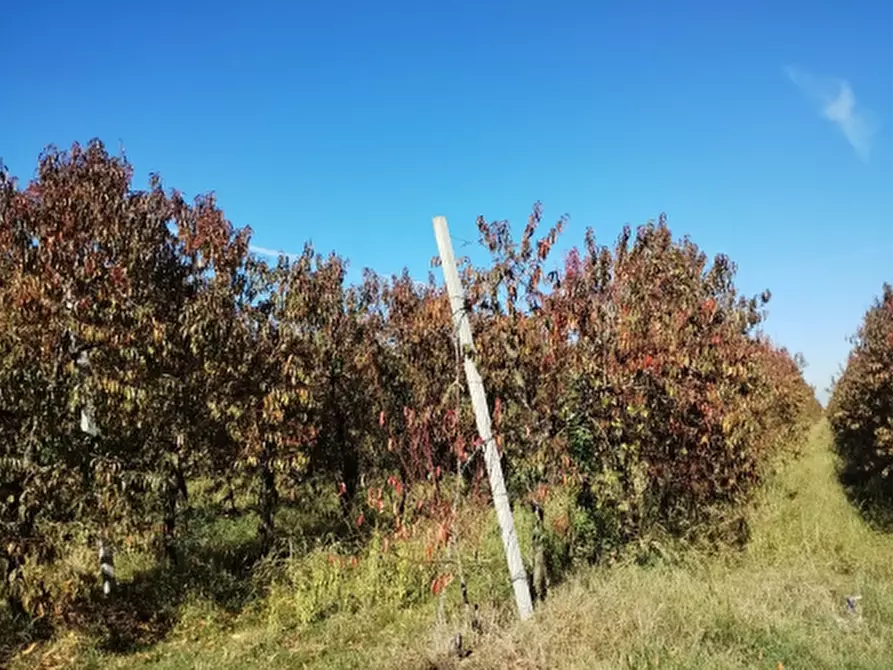Immagine 2 di Terreno agricolo in vendita  in Via Praetta a Lagnasco