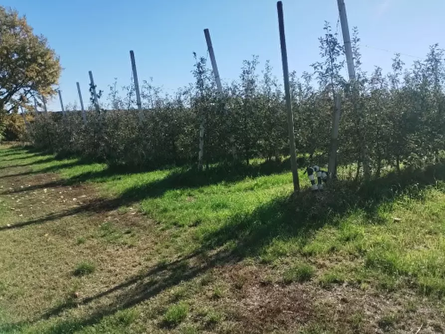 Immagine 1 di Terreno agricolo in vendita  in Via Saluzzo a Lagnasco