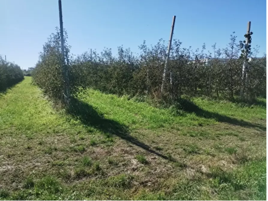 Immagine 2 di Terreno agricolo in vendita  in Via Saluzzo a Lagnasco
