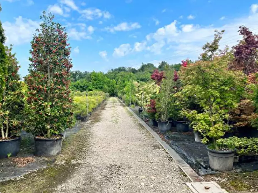 Immagine 2 di Terreno agricolo in vendita  in Via Costa Turbigina a Robecchetto Con Induno