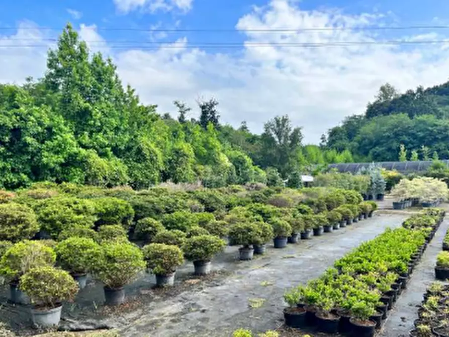 Immagine 3 di Terreno agricolo in vendita  in Via Costa Turbigina a Robecchetto Con Induno