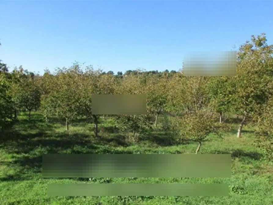 Immagine 1 di Terreno agricolo in vendita  in Via Masseria Chiusa a Caianello