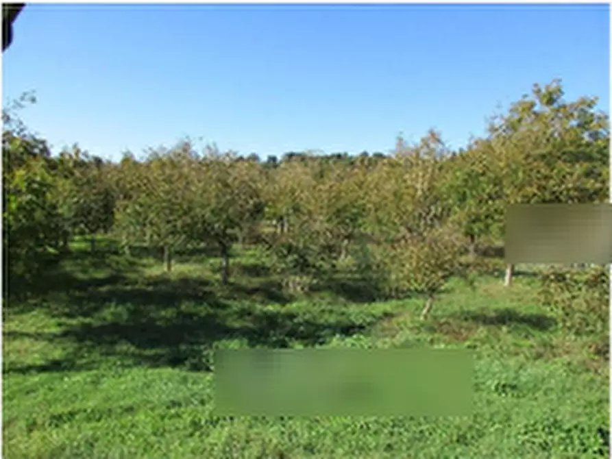 Immagine 2 di Terreno agricolo in vendita  in Via Masseria Chiusa a Caianello