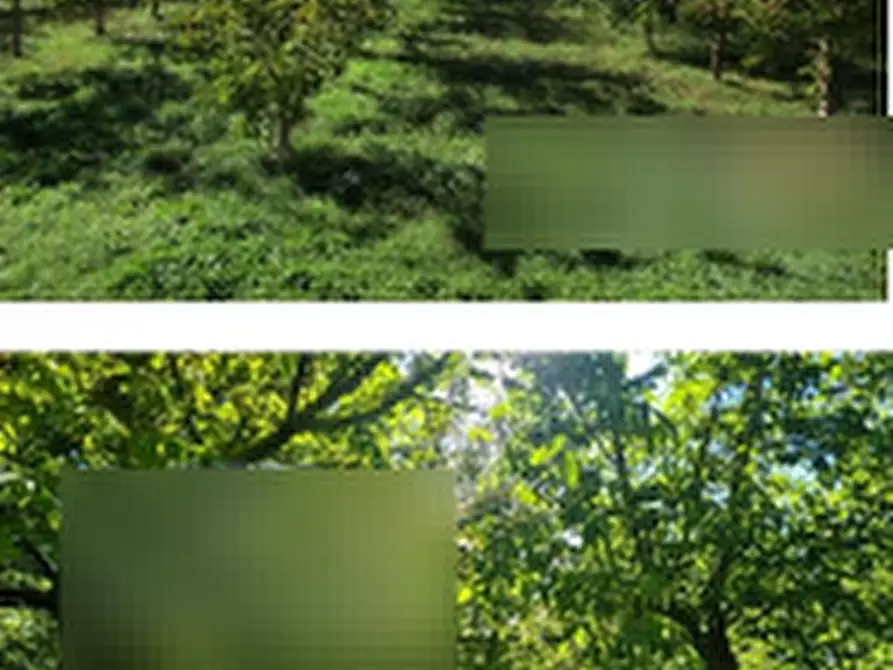 Immagine 3 di Terreno agricolo in vendita  in Via Masseria Chiusa a Caianello