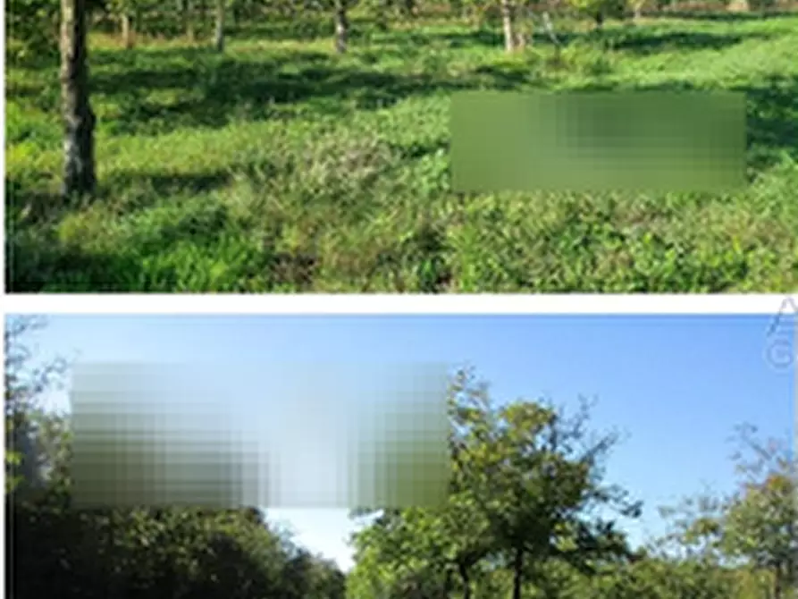Immagine 4 di Terreno agricolo in vendita  in Via Masseria Chiusa a Caianello