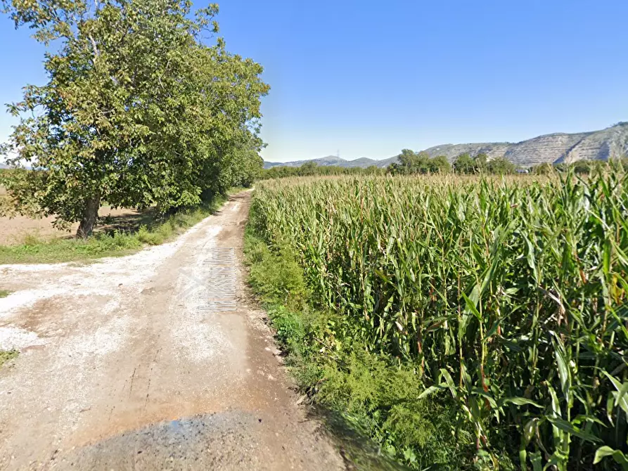 Immagine 8 di Terreno agricolo in vendita  in Via Masseria Chiusa a Caianello