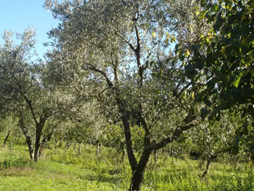 Immagine 14 di Azienda agricola in vendita  in Località Piantoli a Conca Della Campania