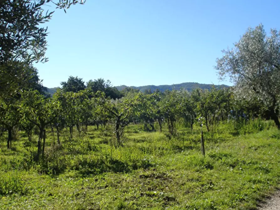 Immagine 15 di Azienda agricola in vendita  in Località Piantoli a Conca Della Campania