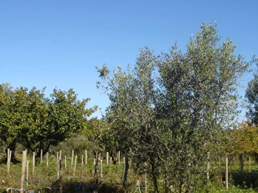 Immagine 16 di Azienda agricola in vendita  in Località Piantoli a Conca Della Campania