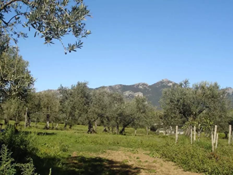 Immagine 17 di Azienda agricola in vendita  in Località Piantoli a Conca Della Campania