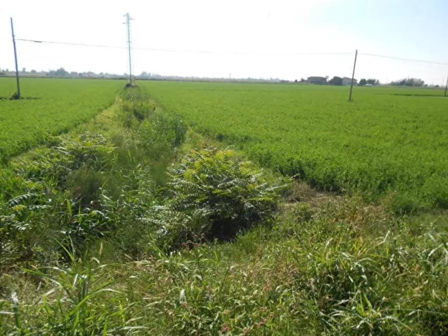 Immagine 7 di Terreno agricolo in vendita  in Via Risorgimento a Porto Tolle