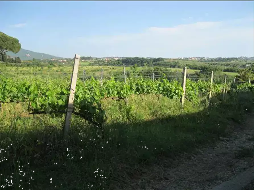 Immagine 2 di Terreno agricolo in vendita  in Via Anagnina a Grottaferrata