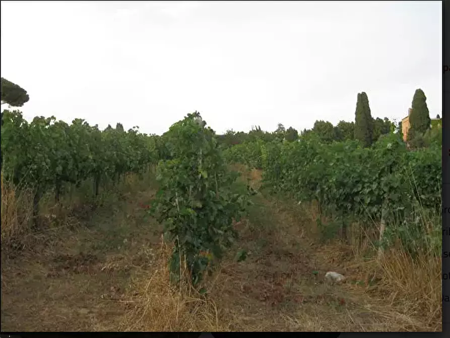 Immagine 3 di Terreno agricolo in vendita  in Via Anagnina a Grottaferrata
