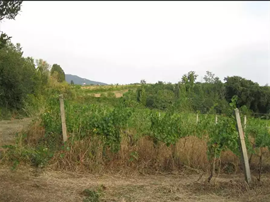 Immagine 4 di Terreno agricolo in vendita  in Via Anagnina a Grottaferrata