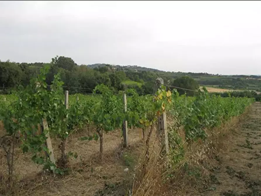 Immagine 5 di Terreno agricolo in vendita  in Via Anagnina a Grottaferrata