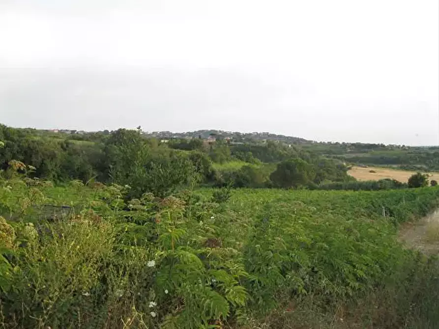 Immagine 7 di Terreno agricolo in vendita  in Via Anagnina a Grottaferrata