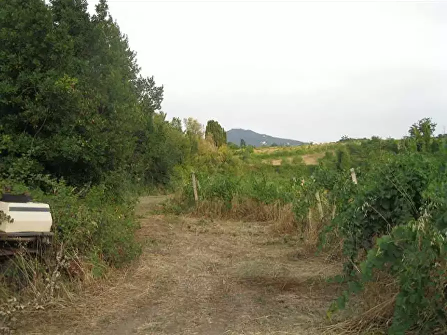 Immagine 8 di Terreno agricolo in vendita  in Via Anagnina a Grottaferrata