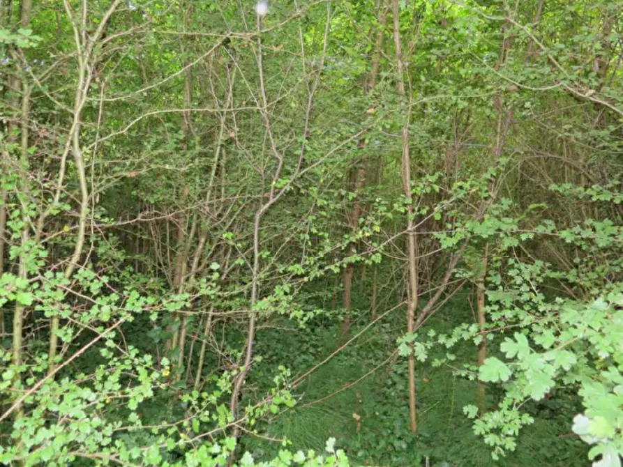 Immagine 2 di Terreno agricolo in vendita  in via Bramante a Castelfranco Emilia