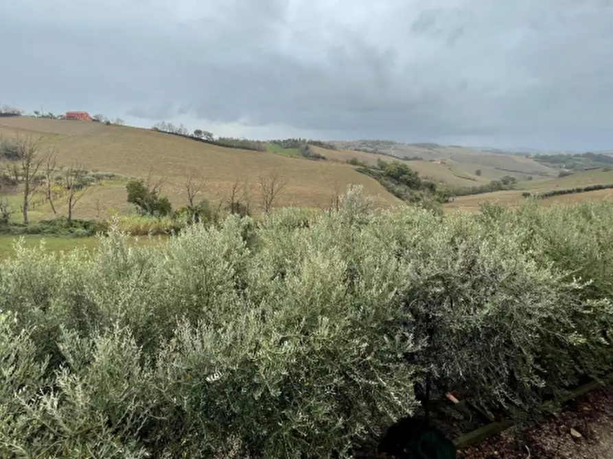 Immagine 2 di Terreno agricolo in vendita  in Via Palazzo a Terre Roveresche