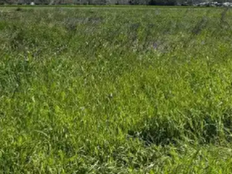 Immagine 4 di Terreno agricolo in vendita  in Via Piagiolino a Monte Porzio