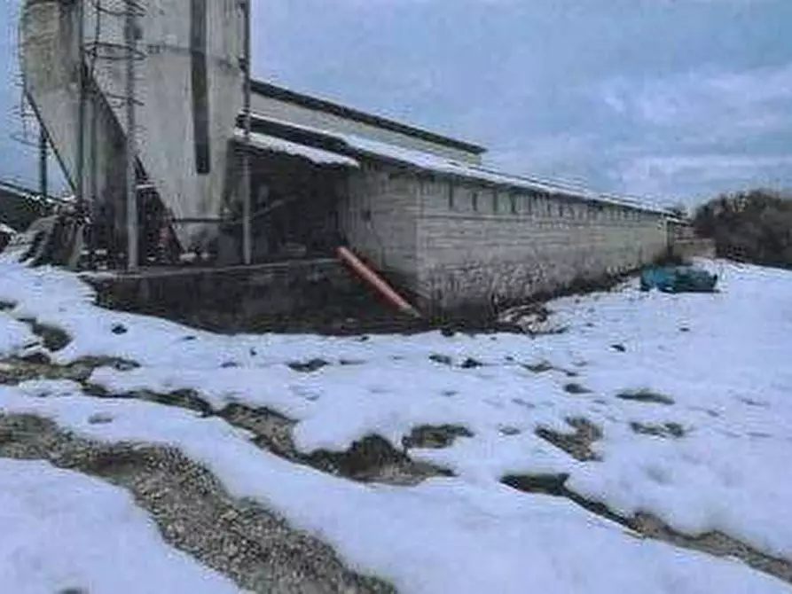 Immagine 2 di Azienda agricola in vendita  in Strada dei Magalotti a Frontone