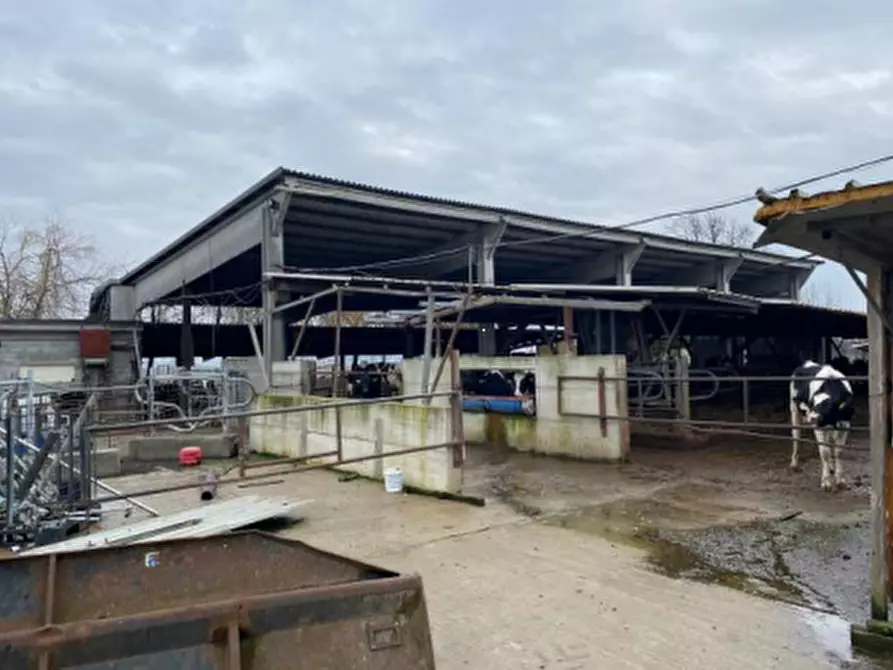 Immagine 2 di Terreno agricolo in vendita  in Cascina Livelli Goldanino a Senna Lodigiana