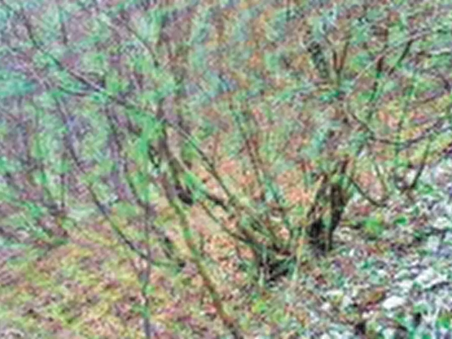 Immagine 4 di Magazzino in vendita  in Località Piazzola Roncola a Roncola