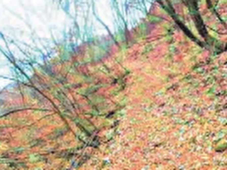 Immagine 5 di Magazzino in vendita  in Località Piazzola Roncola a Roncola