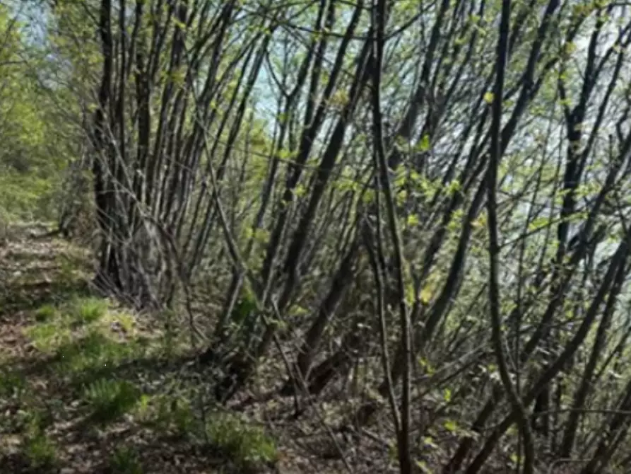 Immagine 1 di Terreno agricolo in vendita  in località Gardone Riviera a Gardone Riviera