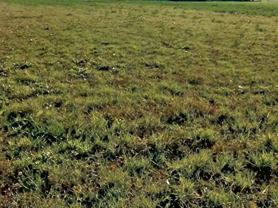 Immagine 11 di Terreno agricolo in vendita  in Via Dei Roveri a San Martino Di Lupari