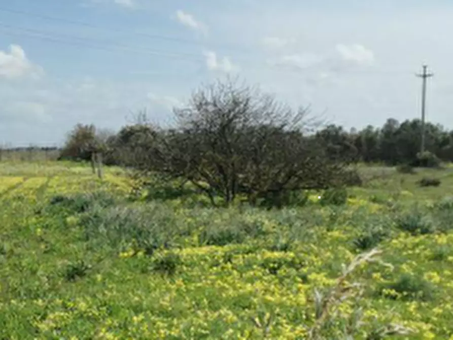Immagine 2 di Terreno agricolo in vendita  in VIA Rio Sa Murta a Assemini