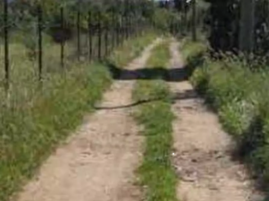 Immagine 4 di Terreno agricolo in vendita  in Località Su Parargiu a Villa San Pietro