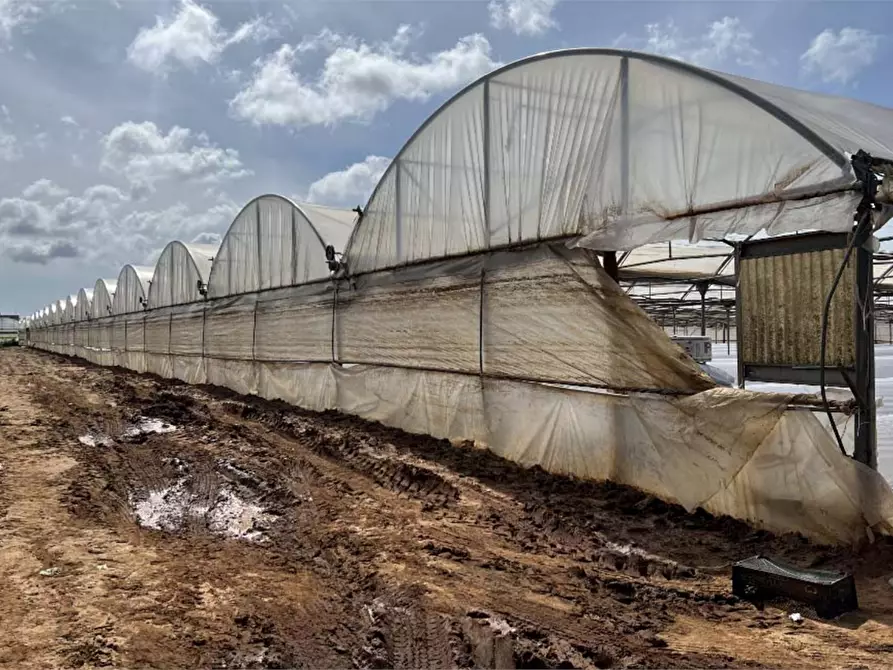 Immagine 2 di Terreno agricolo in vendita  in Via di Cavallo Morto a Anzio