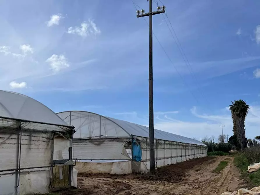 Immagine 3 di Terreno agricolo in vendita  in Via di Cavallo Morto a Anzio