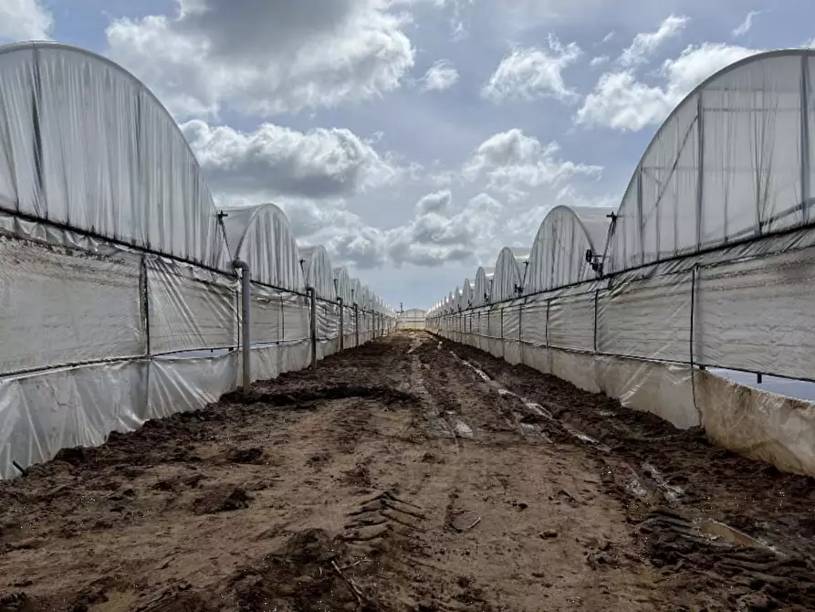Immagine 4 di Terreno agricolo in vendita  in Via di Cavallo Morto a Anzio