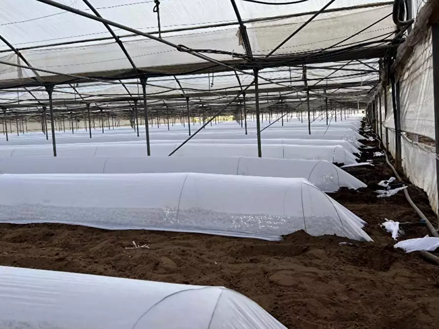 Immagine 5 di Terreno agricolo in vendita  in Via di Cavallo Morto a Anzio