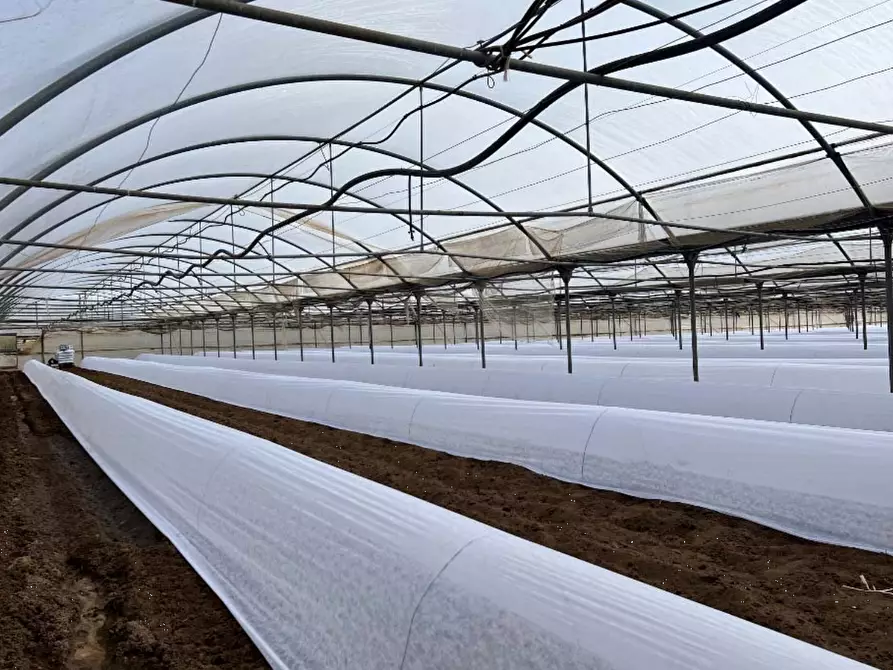 Immagine 6 di Terreno agricolo in vendita  in Via di Cavallo Morto a Anzio