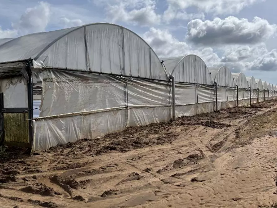 Immagine 7 di Terreno agricolo in vendita  in Via di Cavallo Morto a Anzio