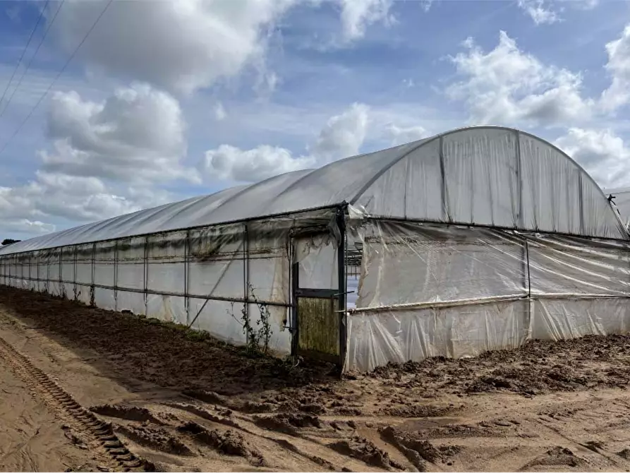 Immagine 8 di Terreno agricolo in vendita  in Via di Cavallo Morto a Anzio